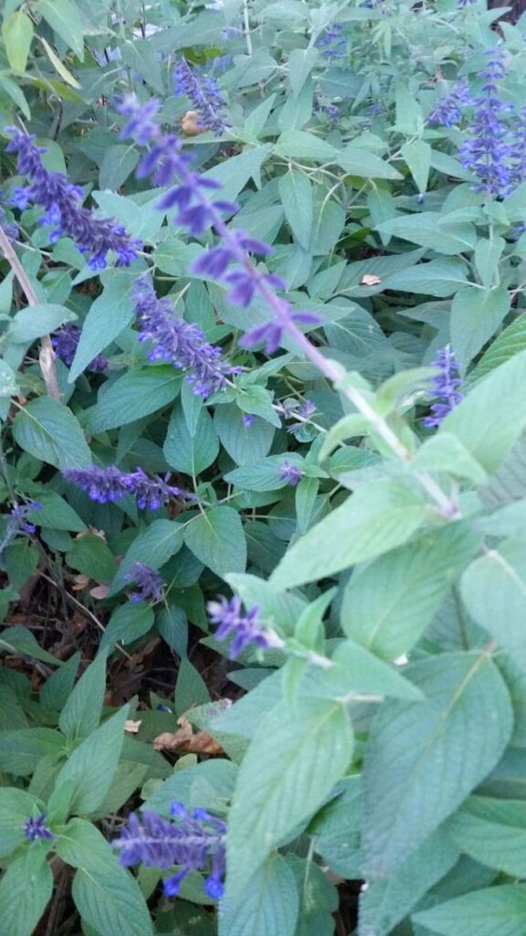 Salvia, [photo by Anthony Parker Salvia]