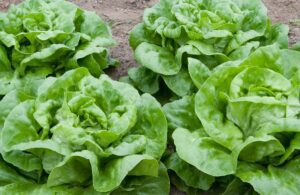 Butterhead Lettuce