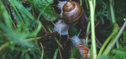 Snails
