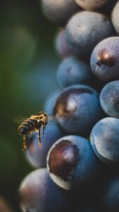 Bee near grapes